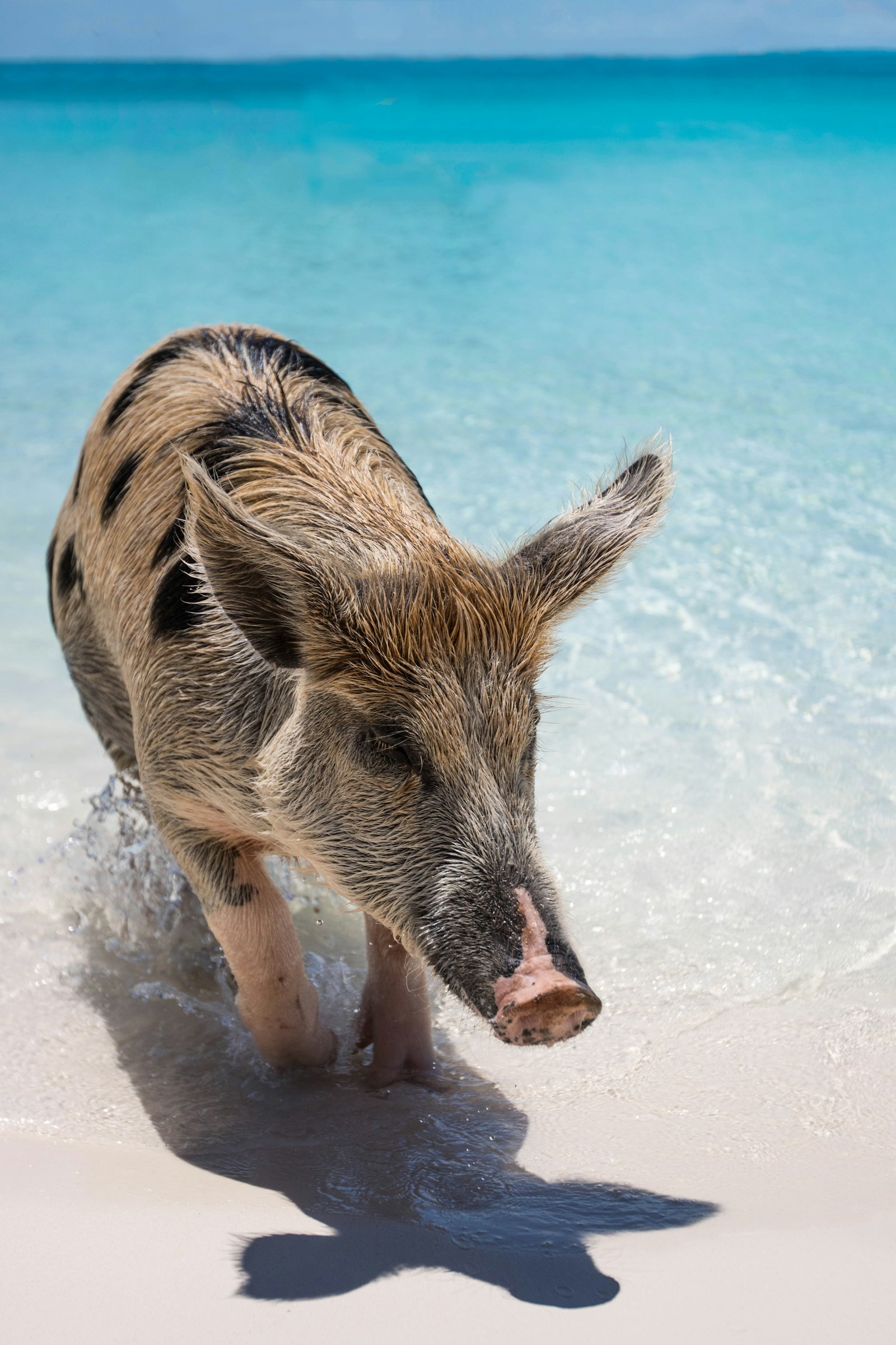 Exuma & Swimming Pigs