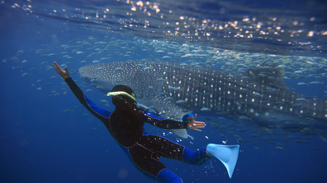 Whale Shark Encounters